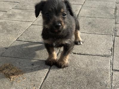 Dachshund x Schnauzer puppies in Westmeath