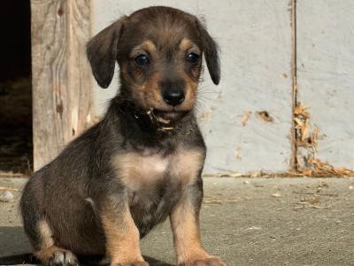 Dachshund x Schnauzer puppies in Westmeath