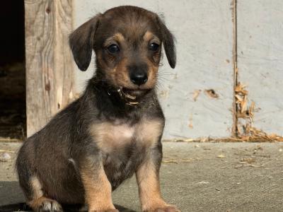 Dachshund x Schnauzer puppies in Westmeath only 1 female left
