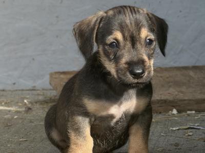 Dachshund x Schnauzer puppies in Westmeath