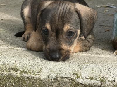 Dachshund x Schnauzer puppies in Westmeath