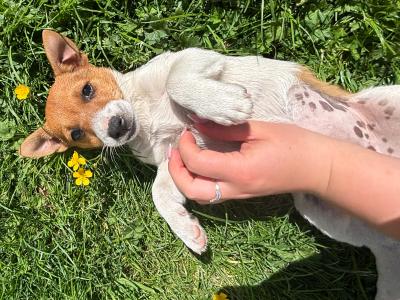 Purebred Jack Russell–Collection in Dublin Available