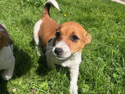 Purebred Jack Russell–Collection in Dublin Available