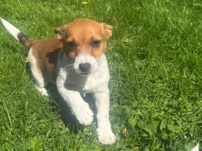 Purebred Jack Russell–Collection in Dublin Available