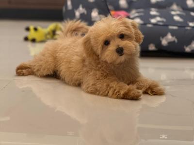 12-Week-Old female Maltipoo puppy is looking for a Loving Forever Home