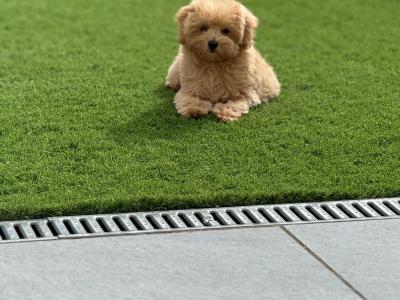 12-Week-Old female Maltipoo puppy is looking for a Loving Forever Home