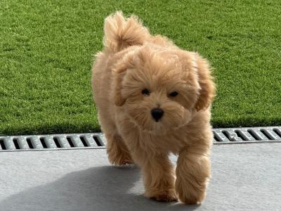 12-Week-Old female Maltipoo puppy is looking for a Loving Forever Home