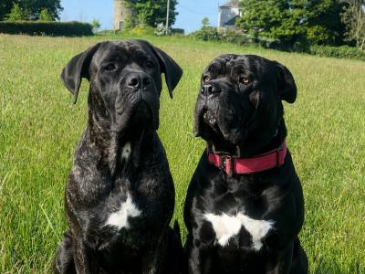 Cane Corso (Italian Mastiff) puppies for sale in Louth