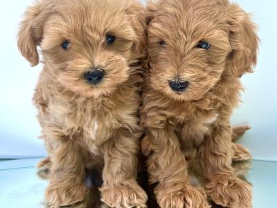 Veterinary health checked Maltipoo puppies in Cavan