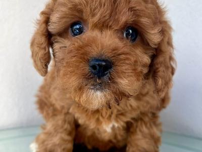 Veterinary health checked Maltipoo puppies in Cavan