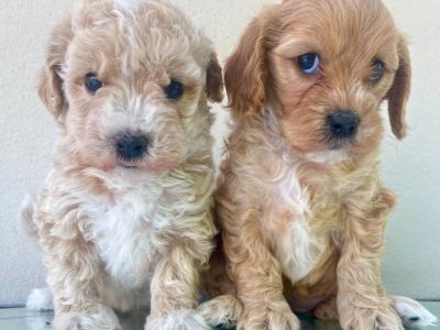 Veterinary health checked Maltipoo puppies in Cavan