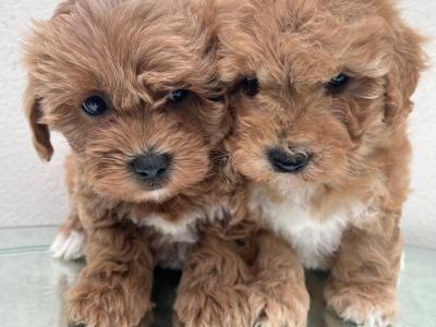 Veterinary health checked Maltipoo puppies in Cavan
