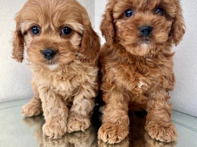 Veterinary health checked Maltipoo puppies in Cavan