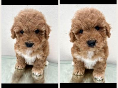 Veterinary health checked Maltipoo puppies in Cavan