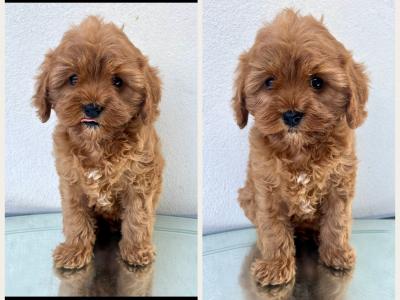 Veterinary health checked Maltipoo puppies in Cavan