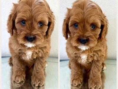 Veterinary health checked Maltipoo puppies in Cavan