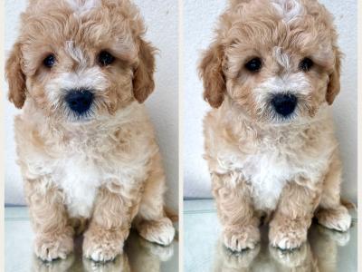 Veterinary health checked Maltipoo puppies in Cavan