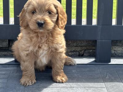 Cockapoo puppies in Laois