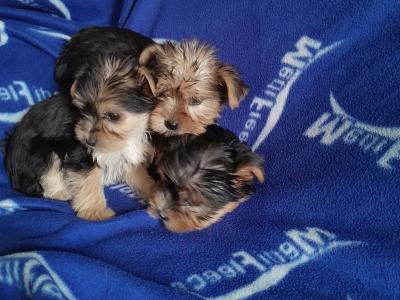 Yorkshire Terriers in Dublin