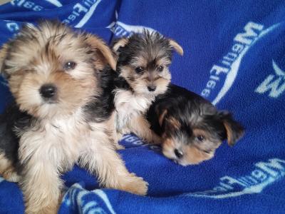 Yorkshire Terriers in Dublin