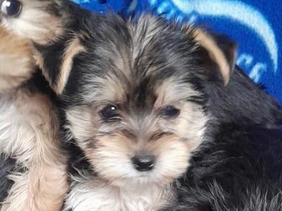 Yorkshire Terrier puppies in Dublin