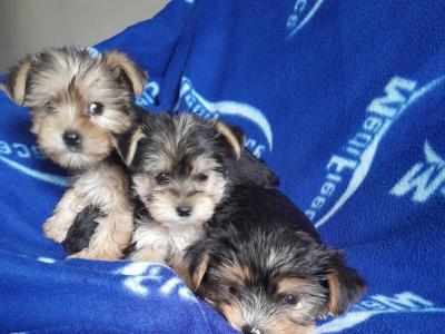 Yorkshire Terriers in Dublin