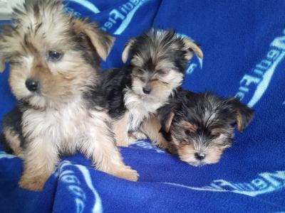 Yorkshire Terriers in Dublin