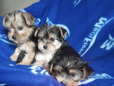 Yorkshire Terriers in Dublin