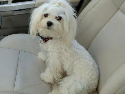 Beautiful Purebred male Maltese puppy in Sligo
