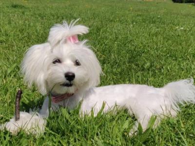Beautiful Purebred male Maltese puppy in Sligo