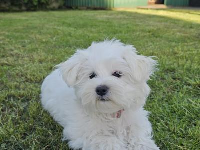 Beautiful Purebred male Maltese puppy in Sligo