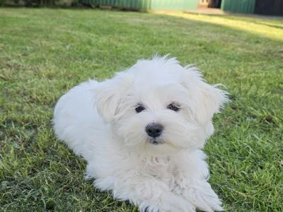 Beautiful Purebred male Maltese puppy in Sligo