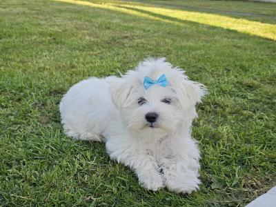 Beautiful Purebred male Maltese puppy in Sligo