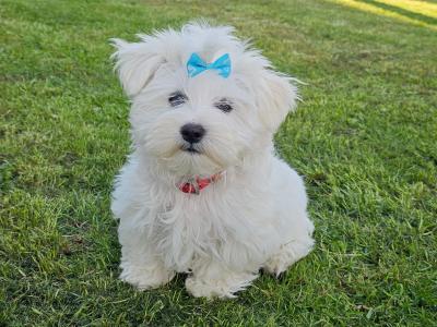 Beautiful Purebred male Maltese puppy in Sligo