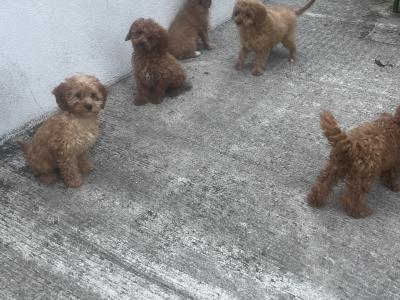 Fabulous Cavapoo puppies for sale 🐶🐶 in Kilkenny