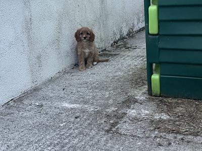 Fabulous Cavapoo puppies for sale 🐶🐶 in Kilkenny