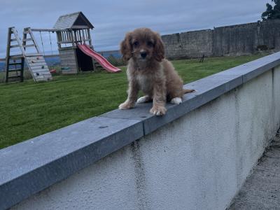 Fabulous Cavapoo puppies for sale 🐶🐶 in Kilkenny
