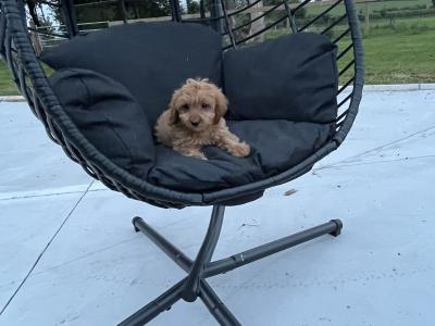 Fabulous Cavapoo puppies for sale 🐶🐶 in Kilkenny