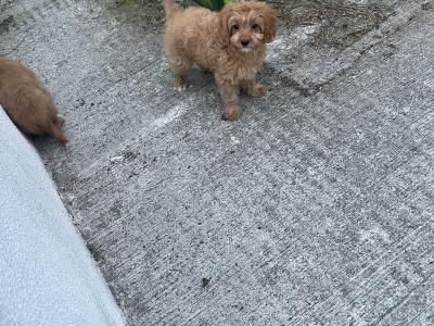 Fabulous Cavapoo puppies for sale 🐶🐶 in Kilkenny