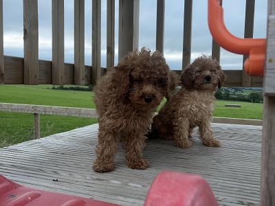 Fabulous Cavapoo puppies for sale 🐶🐶 in Kilkenny