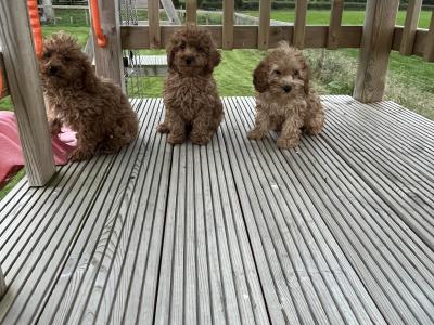 Fabulous Cavapoo puppies for sale 🐶🐶 in Kilkenny