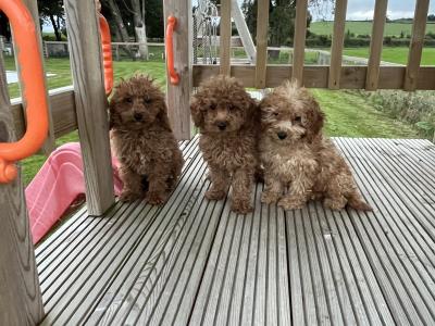 Fabulous Cavapoo puppies for sale 🐶🐶 in Kilkenny