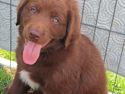 Chocolate Labrador Retriever X puppies 8 weeks old in Wicklow