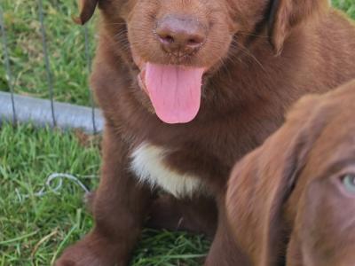 Chocolate Labrador Retriever X puppies 8 weeks old in Wicklow