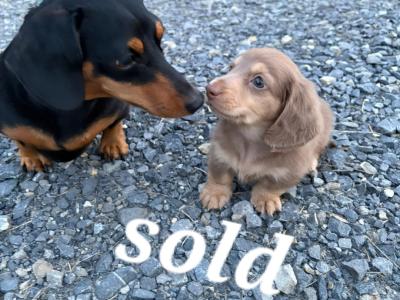 TWO REMAINING PUPPIES!!!!!!!!!!! IKC Registered Longhaired Dachshund puppies in Dublin