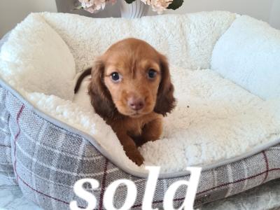 TWO REMAINING PUPPIES!!!!!!!!!!! IKC Registered Longhaired Dachshund puppies in Dublin