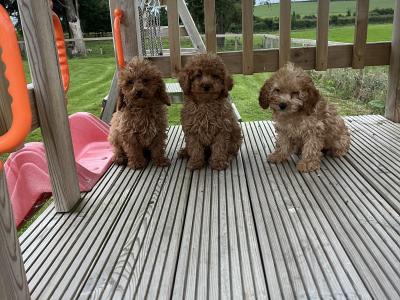 Fabulous Cavapoo puppies for sale 🐶🐶 in Kilkenny