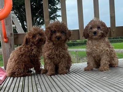 Fabulous Cavapoo puppies for sale 🐶🐶 in Kilkenny