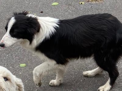 Male Border Collie 'Sheepdog' puppy 8 months old for sale in Galway