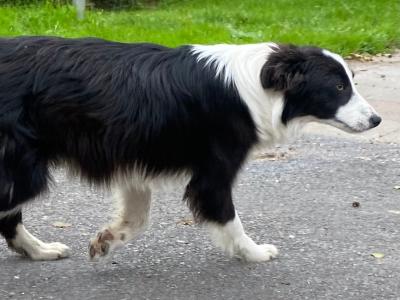 Male Border Collie 'Sheepdog' puppy 8 months old for sale in Galway